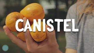 How To Grow Canistel Pouteria Campechiana