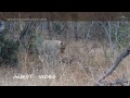 Vuyani Safari Lodge Lion Kill Number3 Warning Animal Violence images Vuyani Safari Lodge Lion Kill Number3 Warning Animal Violence