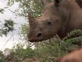 Battle over trade bans to protect endangered species