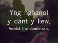 Meillionen - Big Leaves (geiriau / lyrics)