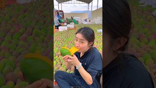 Amazing Sweet Mango Ripe Mango Fruit