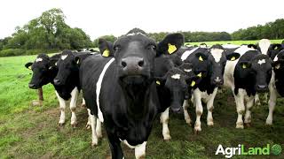2019 Teagasc 绿色英亩小牛至牛肉计划农场漫步