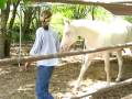 VERY well behaved Hawaiian AQHA Cremello stallion breeding