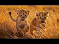 LION CUBS 4K ~ Relaxing Music That Heals Stress, Anxiety, Depressive Conditions, Gentle Music