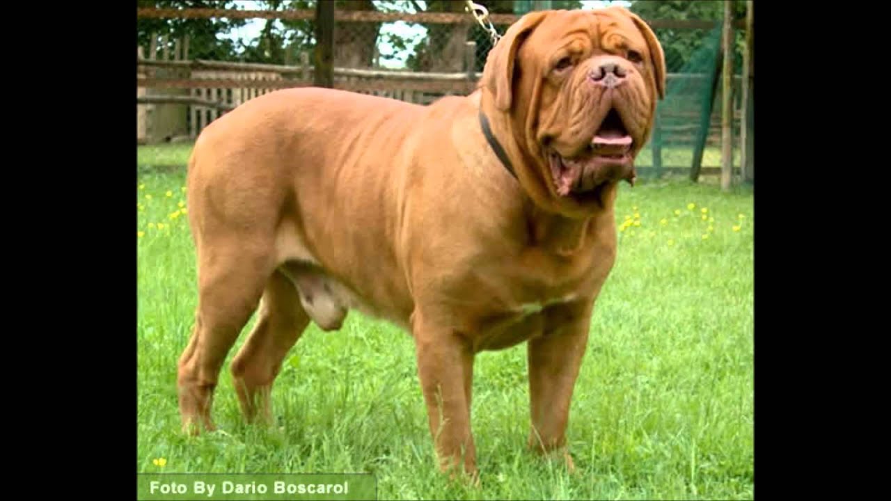 Top 10 chiens les plus puissants ! - YouTube Top 10 chiens les plus puissants ! - YouTube