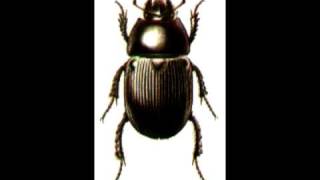 Watch Melanie Alexander Beetle video