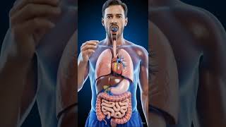 When You Eat Gs What Happened To Inside Body