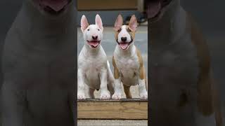 Bull Terriers From 9 Weeks Old To 6 Months Old