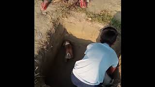 Dog Gade Me Gir A Tha Yak Larka .