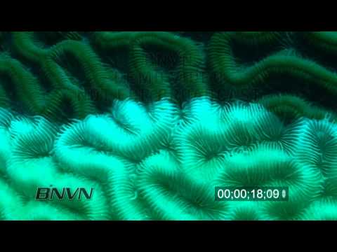 7/16/2010 Stock HD footage of Brain Coral Dying
