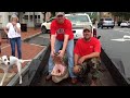 Meet Big Daddy: A 12-foot alligator taken in the Chattahoochee