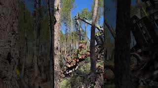 New John Deere 1510G Forwarder Working In The Forest #Johndeere #Harvester #Forwarder #Viral #Wood