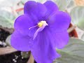 African Violets - February Flowers ecards - Events Greeting Cards African Violets - February Flowers ecards - Events Greeting Cards