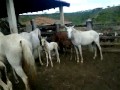 cavalos