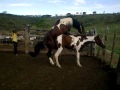 cavalos