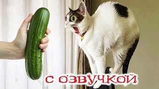 Приколы С Котами! Смешные Коты! С Озвучкой! Самые Смешные Животные!