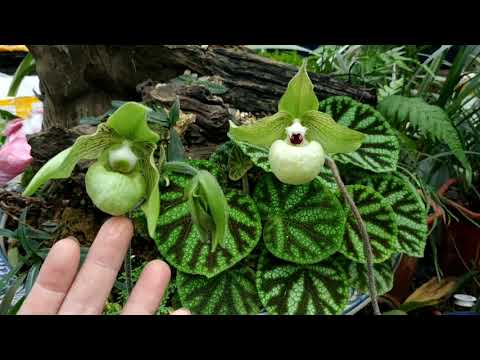 Lan hài giáp, lan hài jackii - Paph. malipoense , Paph. malipoense var jackii