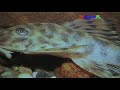 Cz Iv Tajemnice Peruwianskich Rzek Prod Tvaqua Pl Mov images Cz Iv Tajemnice Peruwianskich Rzek Prod Tvaqua Pl Mov
