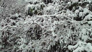 Watch Darkseed Winter Noon video