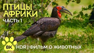 Экзотические птицы Африки - 8K HDR Документальный фильм о дикой природе - Часть 1