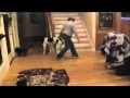 Watch Stem Cell Therapy--Hillcrest Animal Hospital Video