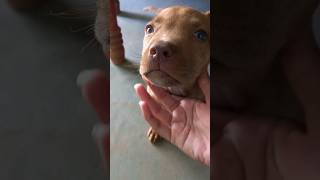 Pitbull Dog
