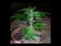 northern lights 1999 strain clone grow from start to harvest.mp4