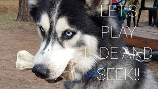 Husky MAX Hiding His Bone | How to Hide | Funny Husky | Life With Siberian Husky |