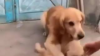 Balasını Qoruyan Köpək