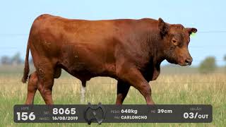 LOTE 156 - TOUROS ANGUS - LEILÃO SÃO BIBIANO 2021