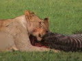 Tanzania Safari; Lion vs Hyena on a Tanzania Safari in the Serengeti with Tanzania Odyssey