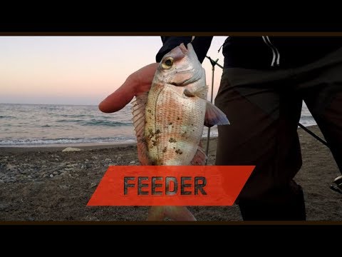 feeder in mare - feeder fishing ai pagri porgy fishing - clipangler