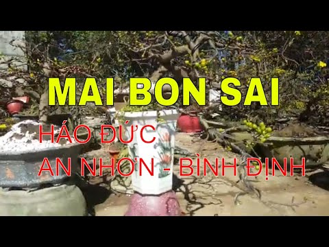 MAI BON SAI, HÁO ĐỨC AN NHƠN - BÌNH ĐỊNH | NguyenVanNamTV