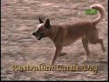 Breed All About It - Australian Cattle Dog