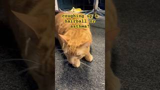Cat Asthma Or Coughing Up A Hairball? Does Anyone Elses Cat Do This?