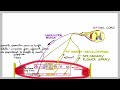 stretch reflex