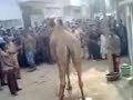 Eid ul azha qurbani
