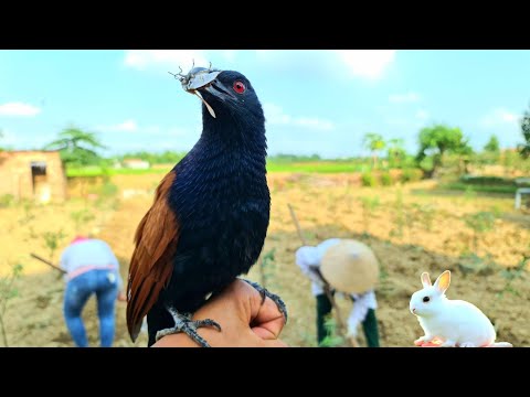 Quyết Bẫy Bằng Được Đàn Chuột Ăn Cám Thỏ - Xem Bìm Bịp Kiếm Mồi / Quế Nghịch