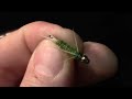 nymph