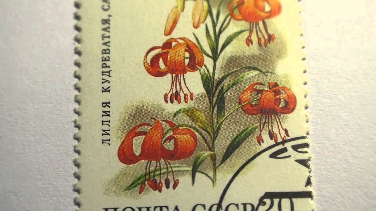 Женщины Номерами Телефонов Саранки Секса