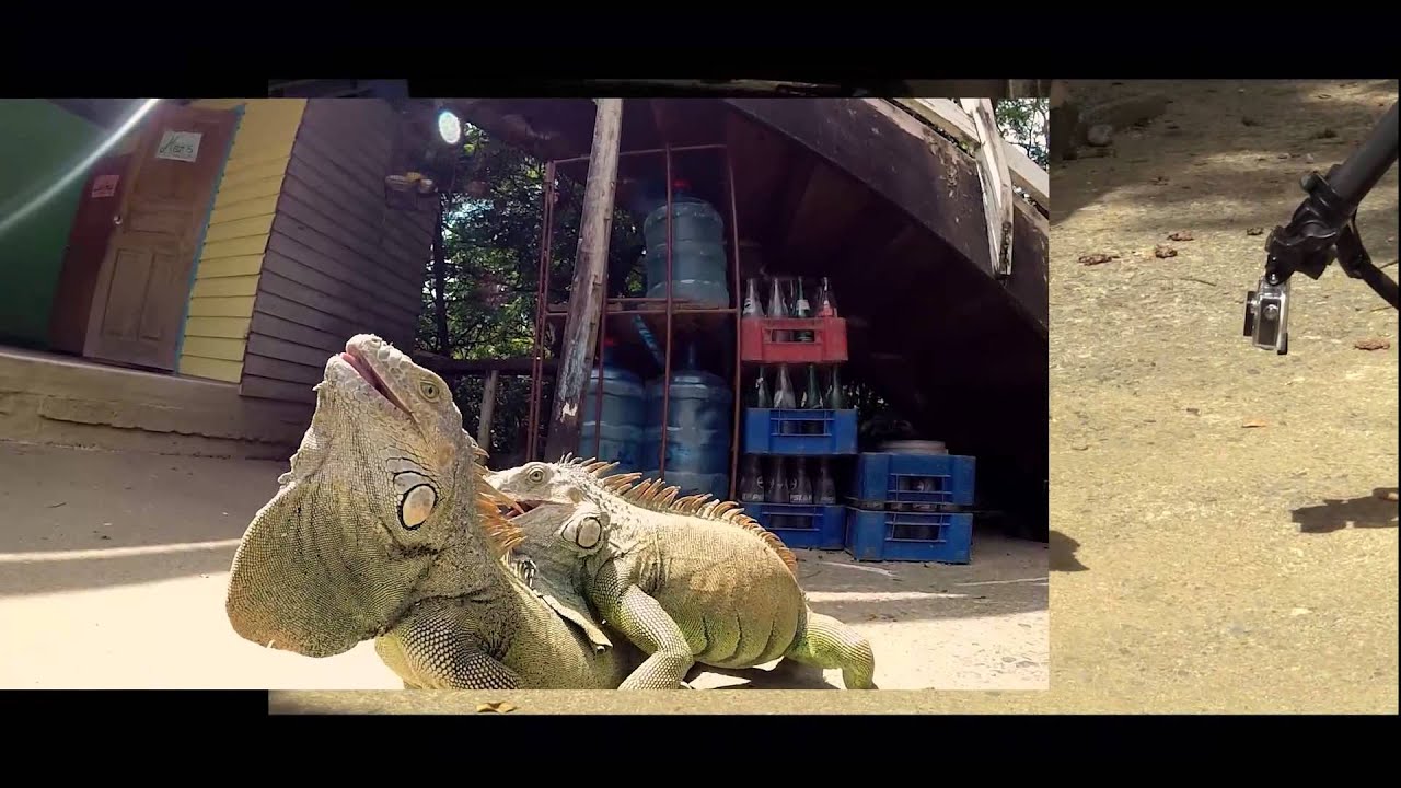 iguana vs ular