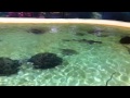Shark Pup Born at UnderWater World