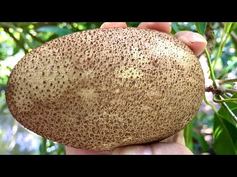 Gần khu chiến thắng Rạch Gầm - Xoài Mút có rất nhiều vườn sapoche | MAI TIỀN GIANG | #6