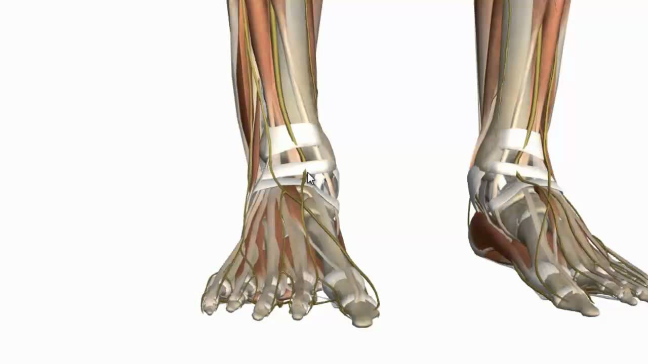 Muscles of the Foot Part 1 - 3D Anatomy Tutorial - YouTube