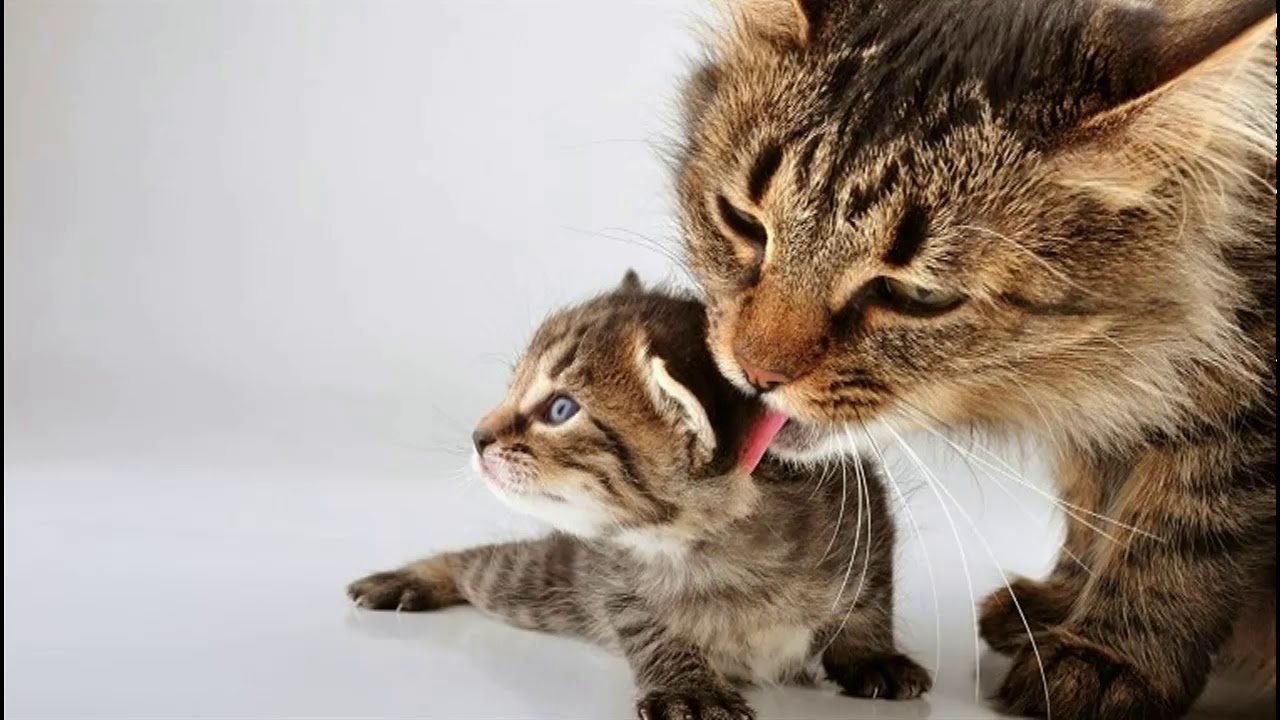 Cougar loves kittens