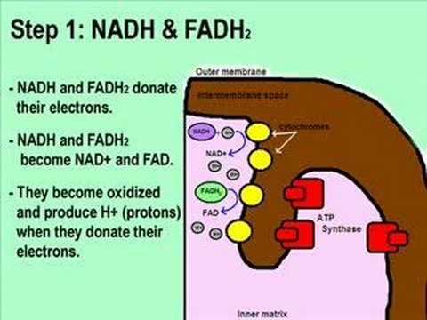 krebs cycle animation. krebs cycle it goes on.