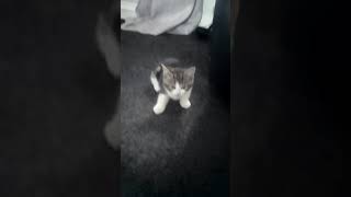 Funny cat videos
