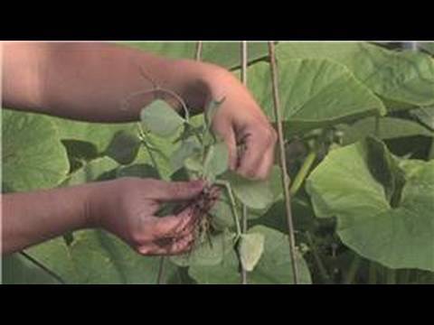 Container Vegetable Gardening on Growing Edible Plants   Growing Green Beans In A Container