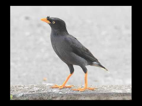 VIDEO : kicau burung jalak merdu dan asyik - merdumerdukicauan burung jalak. ...