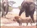 Three Elephants kill a Lion
